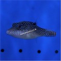 JEWEL PUFFER